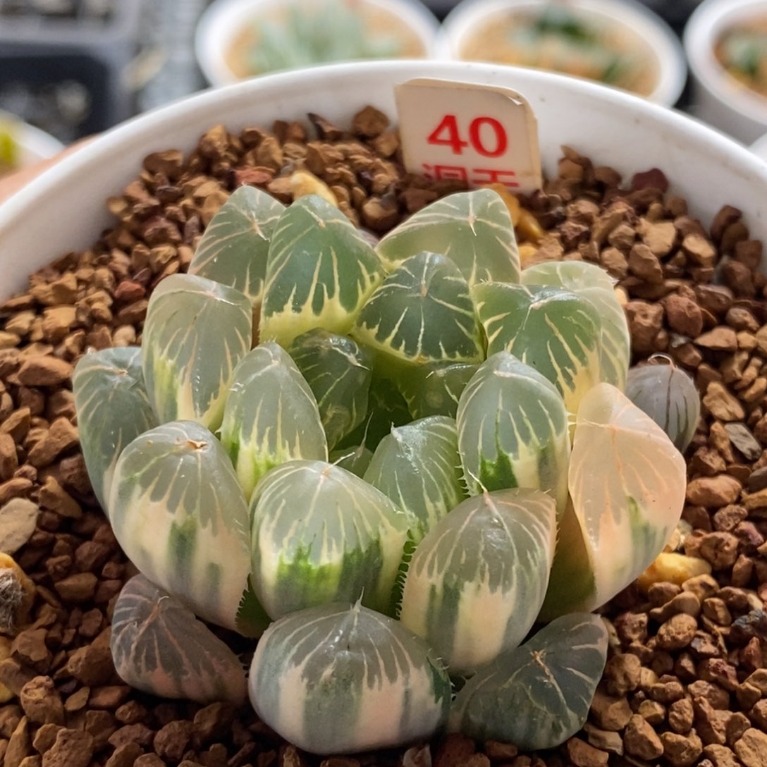 40号实生糊斑玉露锦