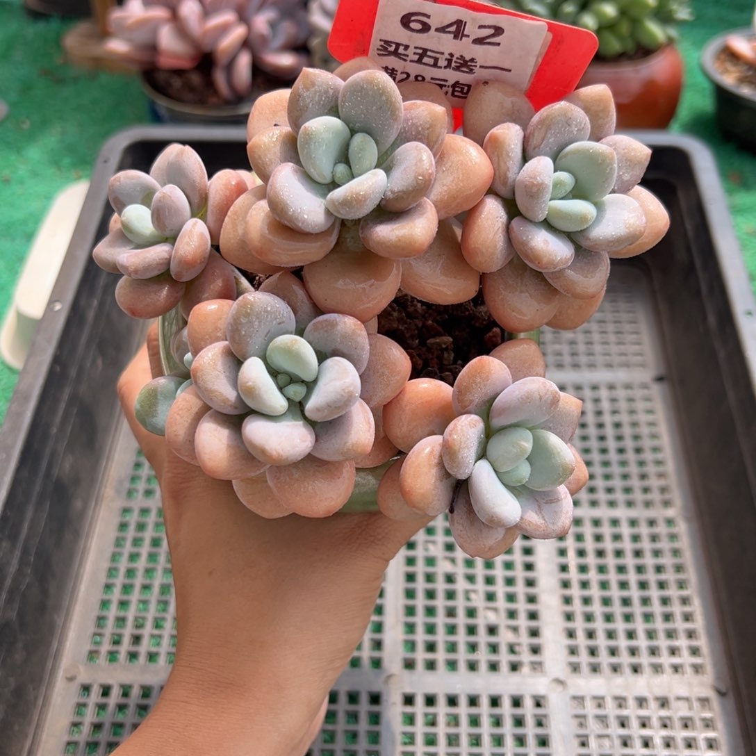 表妹精品多肉植物642.