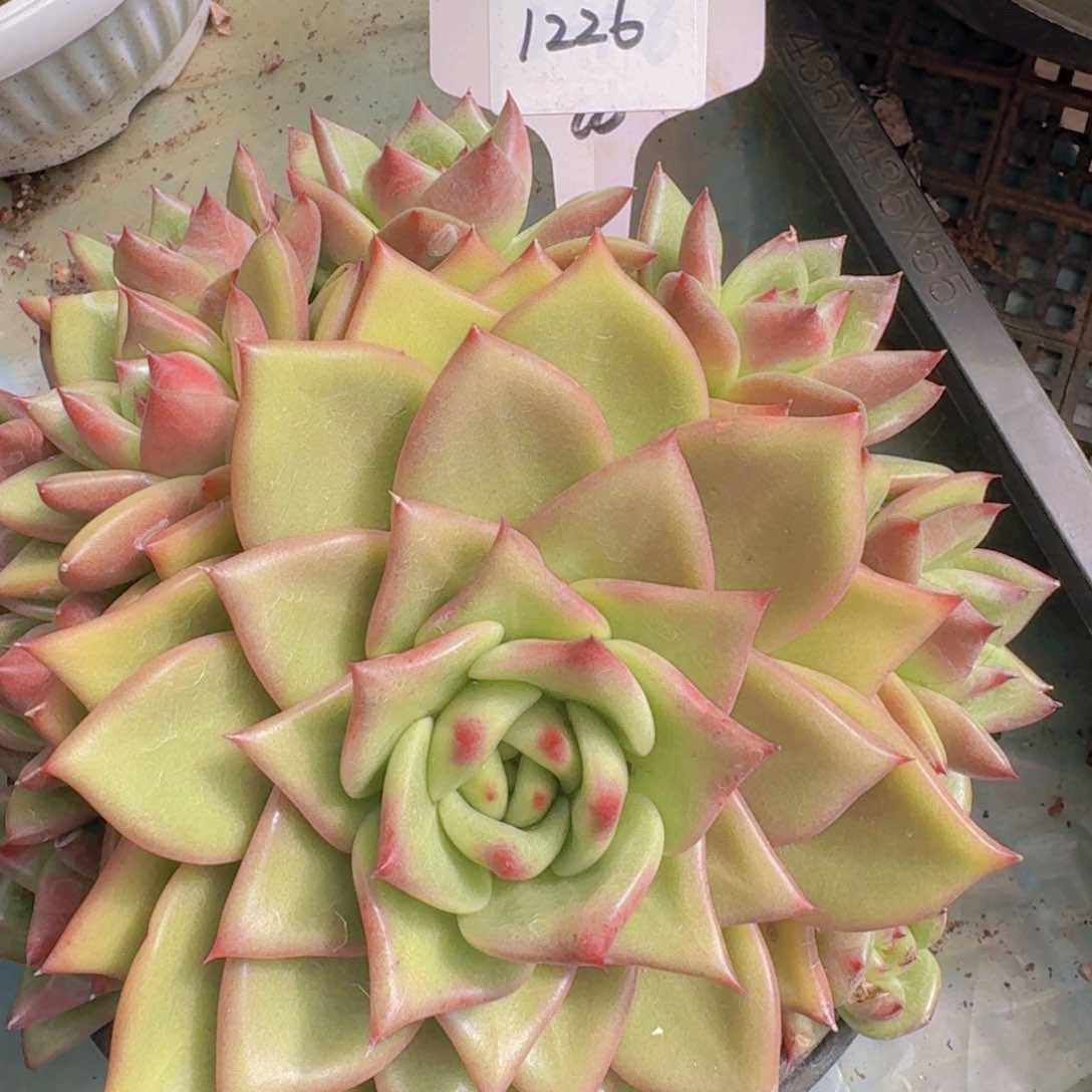 天****1236东云杂凡艺多肉