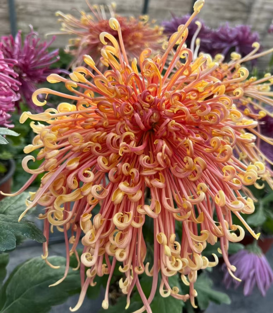 【漏色发货】九月大花菊-盘龙舞凤大花型阳台庭院好养护