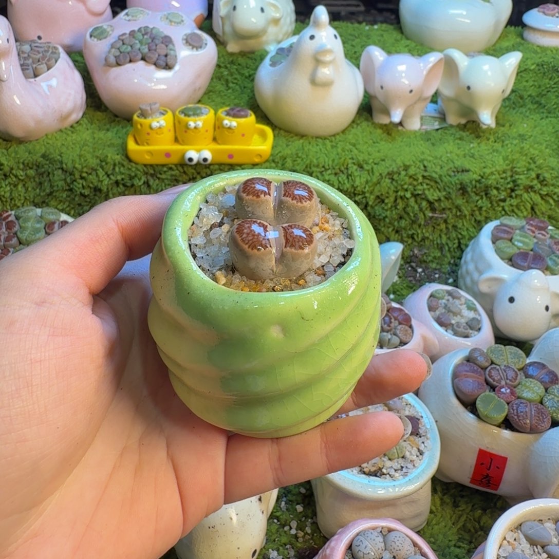 清***玖多肉植物和植物等1036