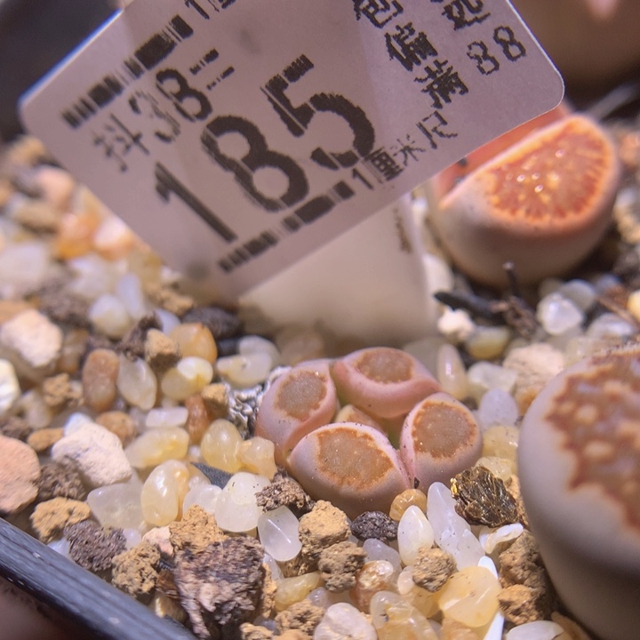 精品生石花38.185