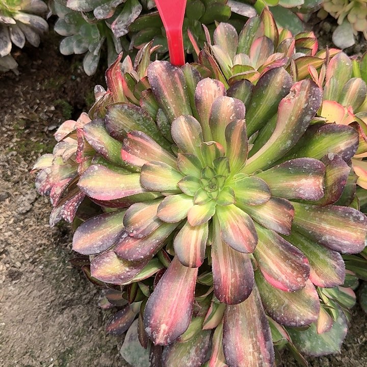 5-52流星雨多肉法师