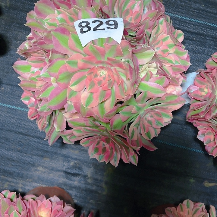 【闪购商品】829粉女巫花2/8