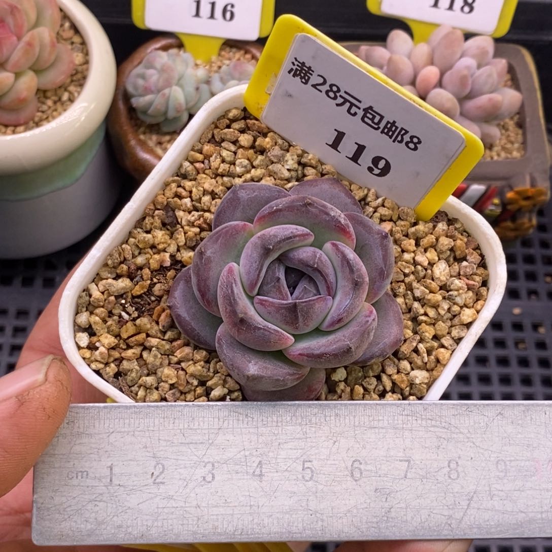 8119精控丸叶黑橙子多肉植物