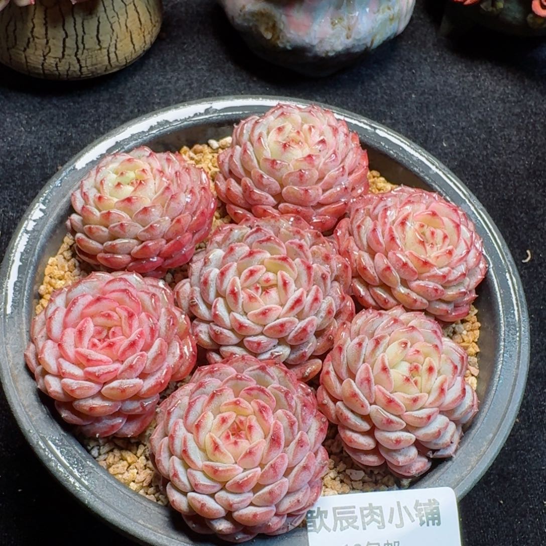 多肉植物  157  白胖子