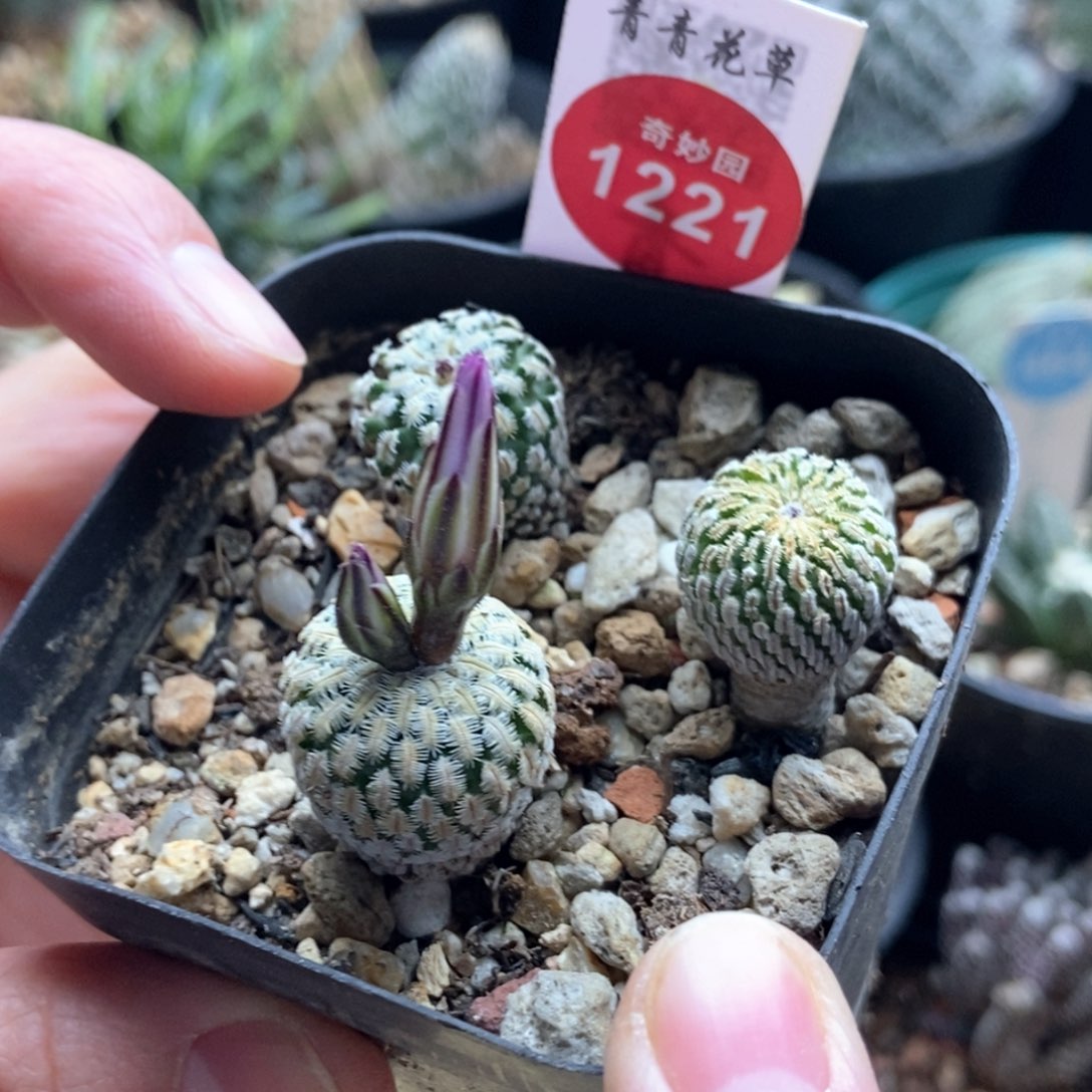 实生三颗带花苞精巧殿1.5～1.8cm