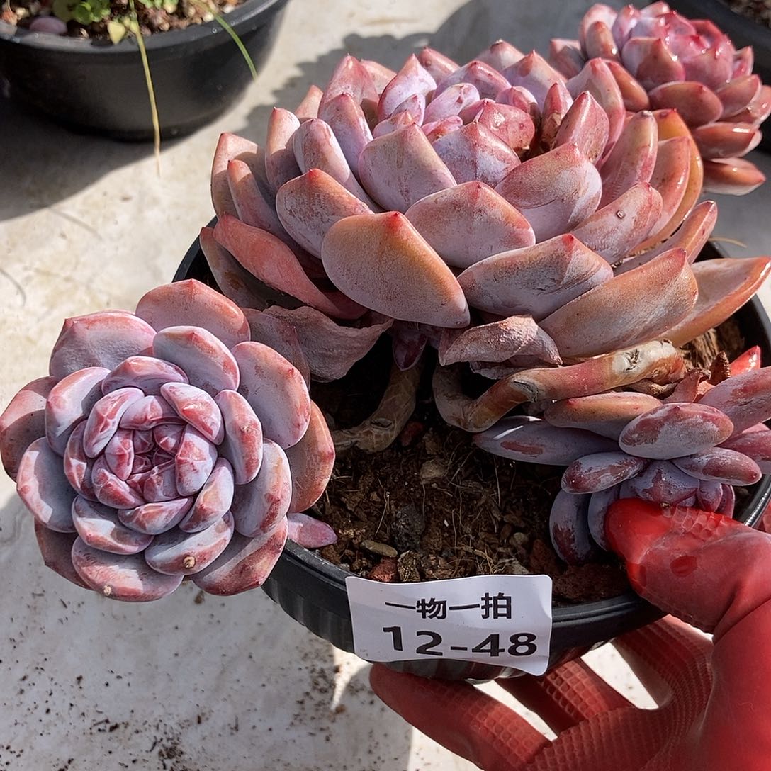 12-48 一物一拍不退不换退款拉黑