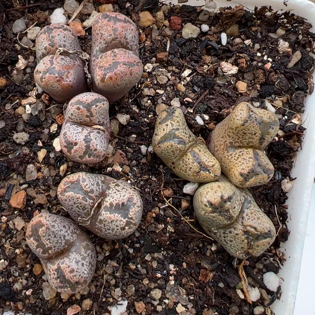 2.9好看的多肉108