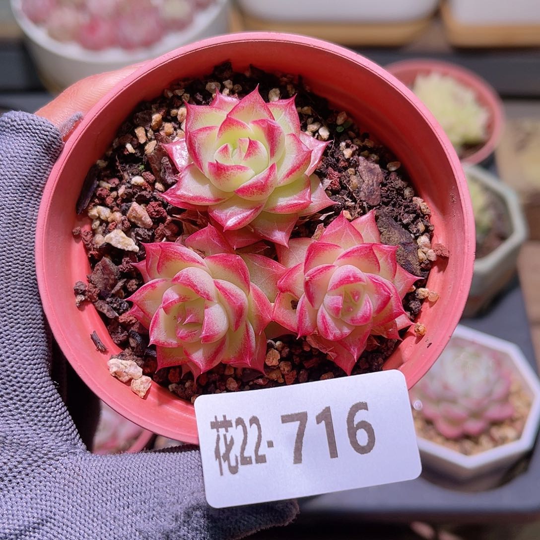 花22-716女王三头