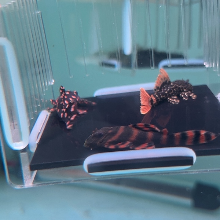 Y***y清道夫鱼17-071组合3条