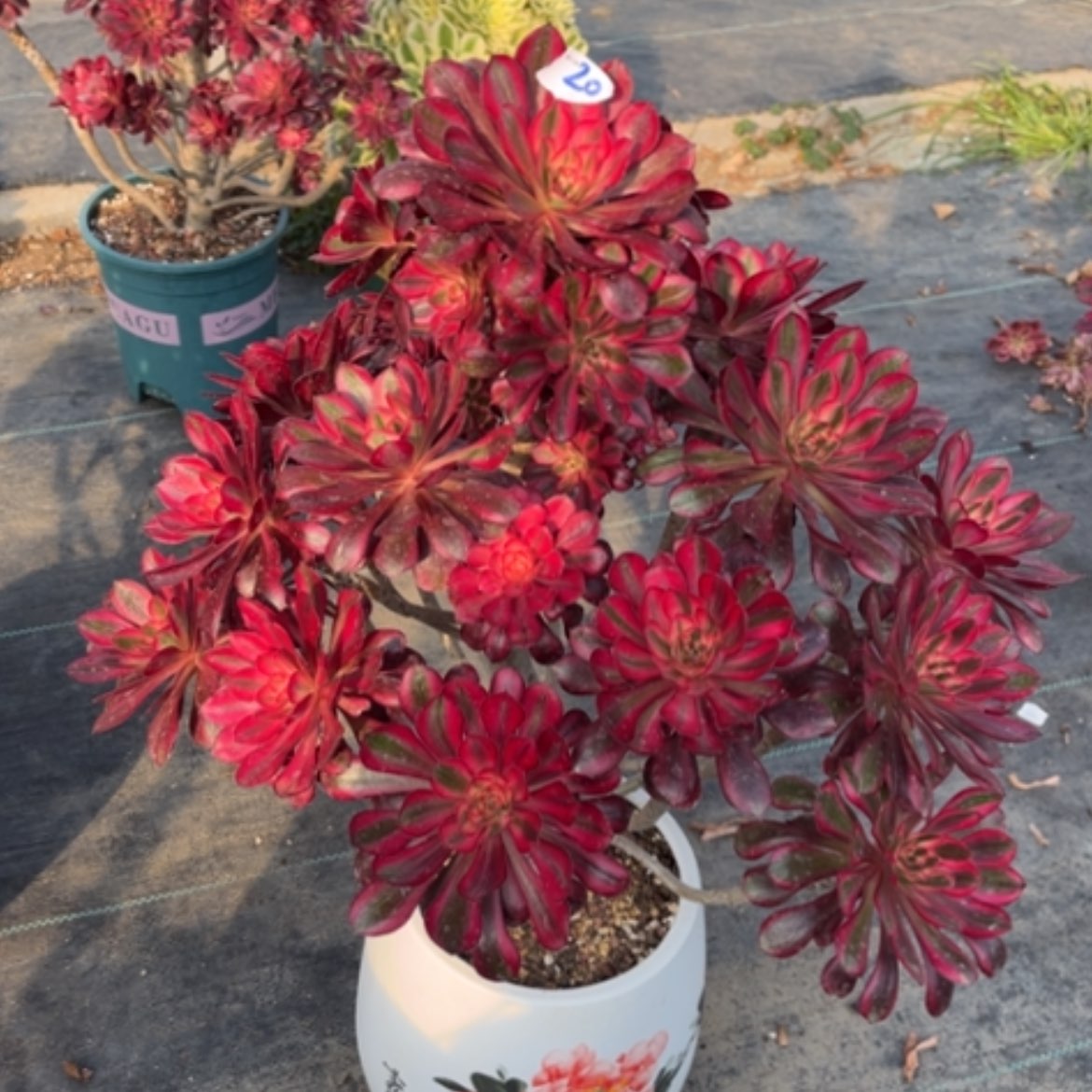 【闪购商品】20香奈儿法师多肉