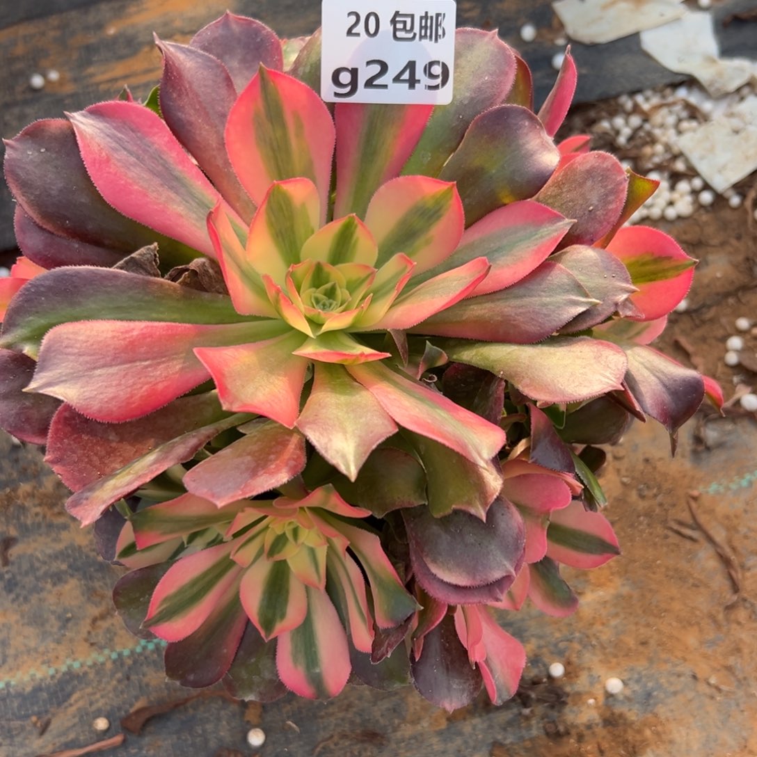 249香妃，满20包邮嘟叮熊