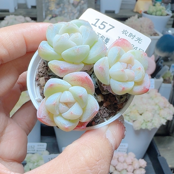 1224-157冰玉优选