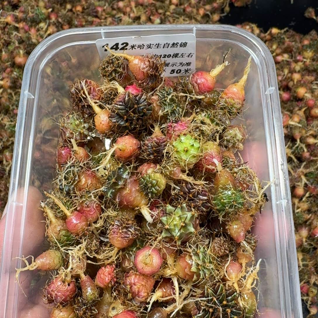 米哈实生自然锦练手球120颗左右142
