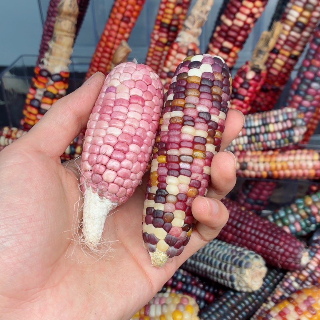 艾***雨白玉菩提吊坠文玩精品文玩精品