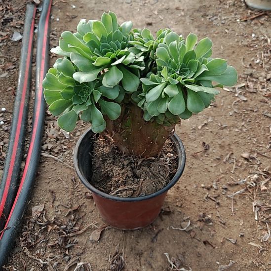 绿羊绒缀加急法师23