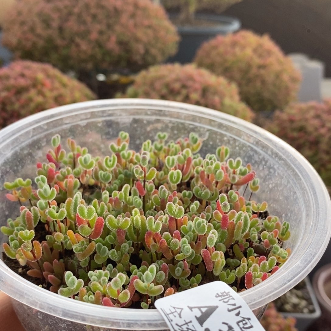 混合切糕3799枝干番杏