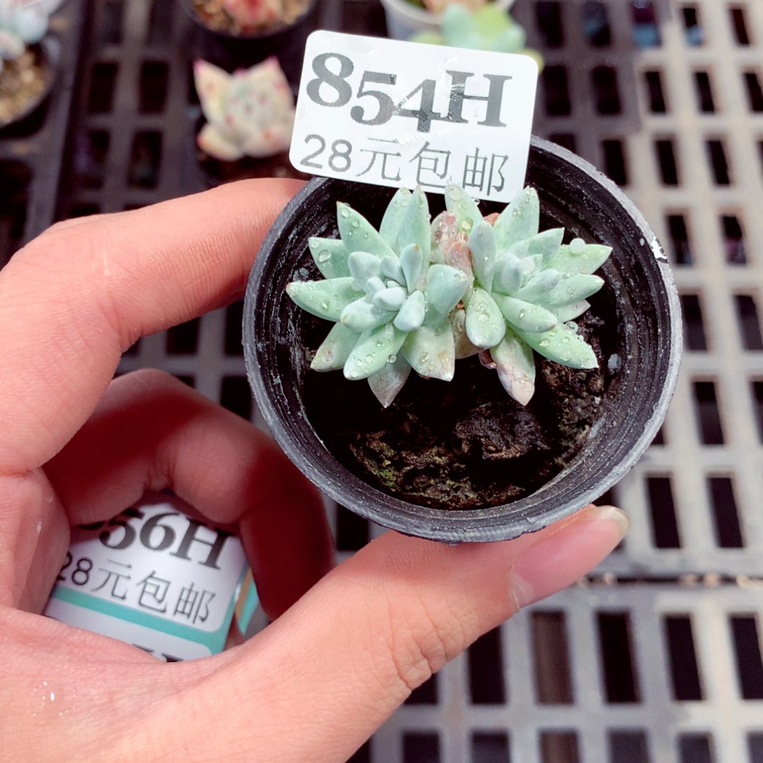 5厘米盆精控多肉854