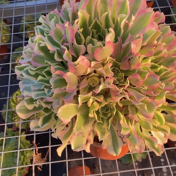 闪购法师1棵雨花石