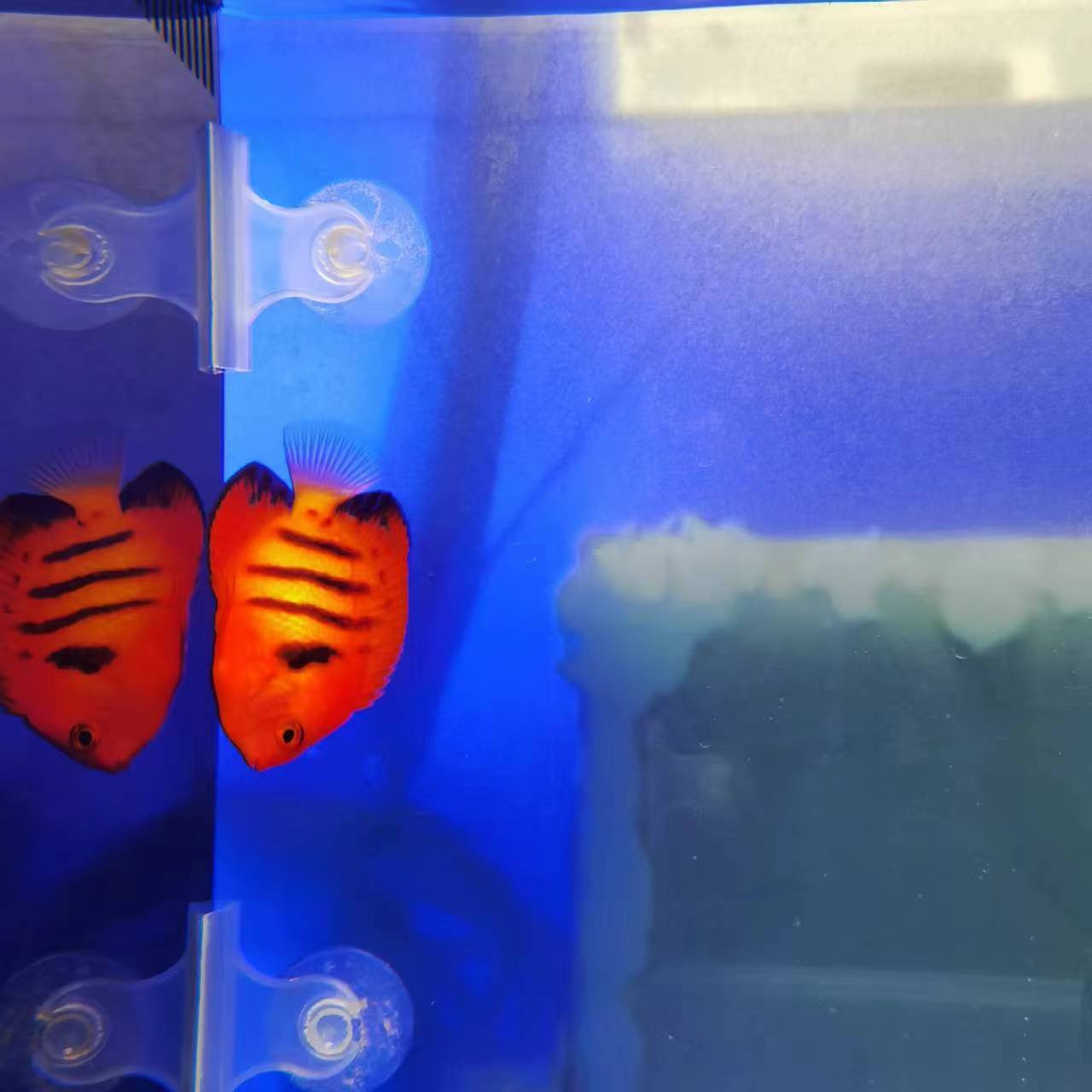 海缸观赏鱼  火焰仙