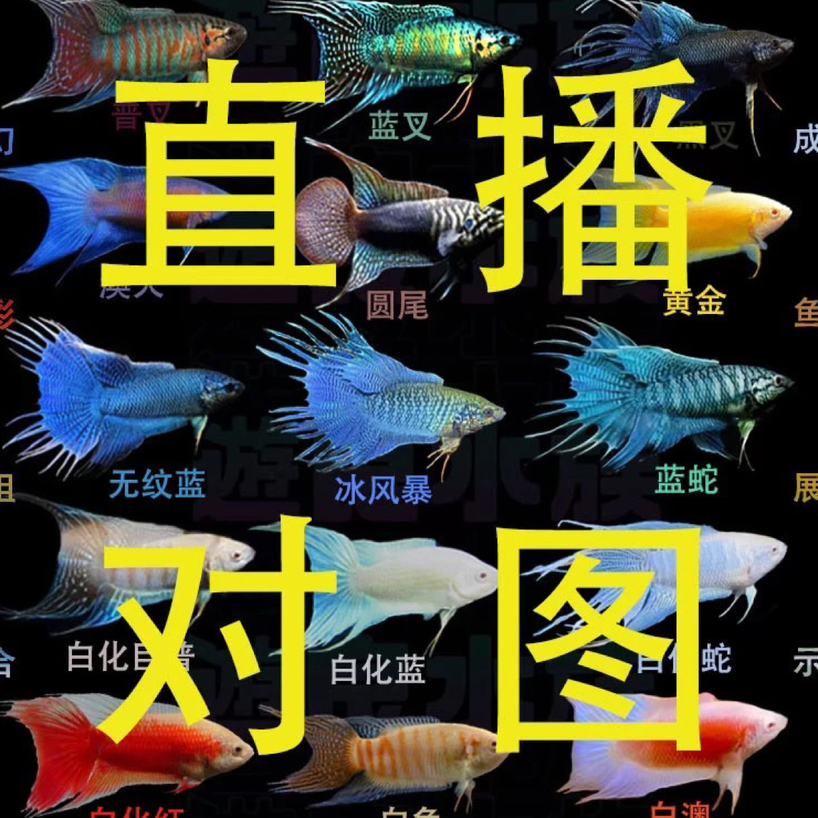 【直播对图2】中国斗鱼不打氧耐活鱼观赏小鱼好养冷水鱼