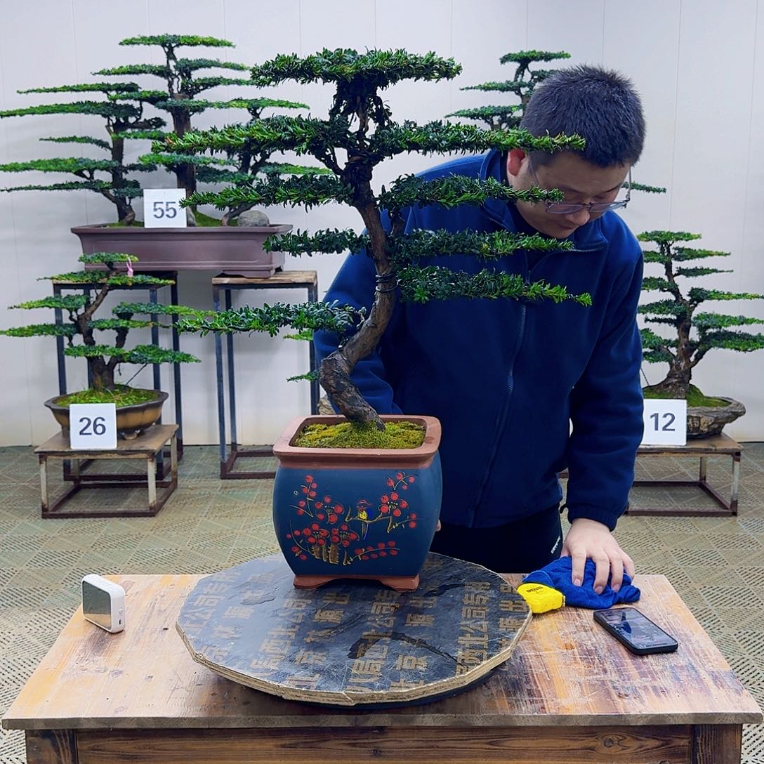 无花朵珍珠红芽罗汉松造型盆景