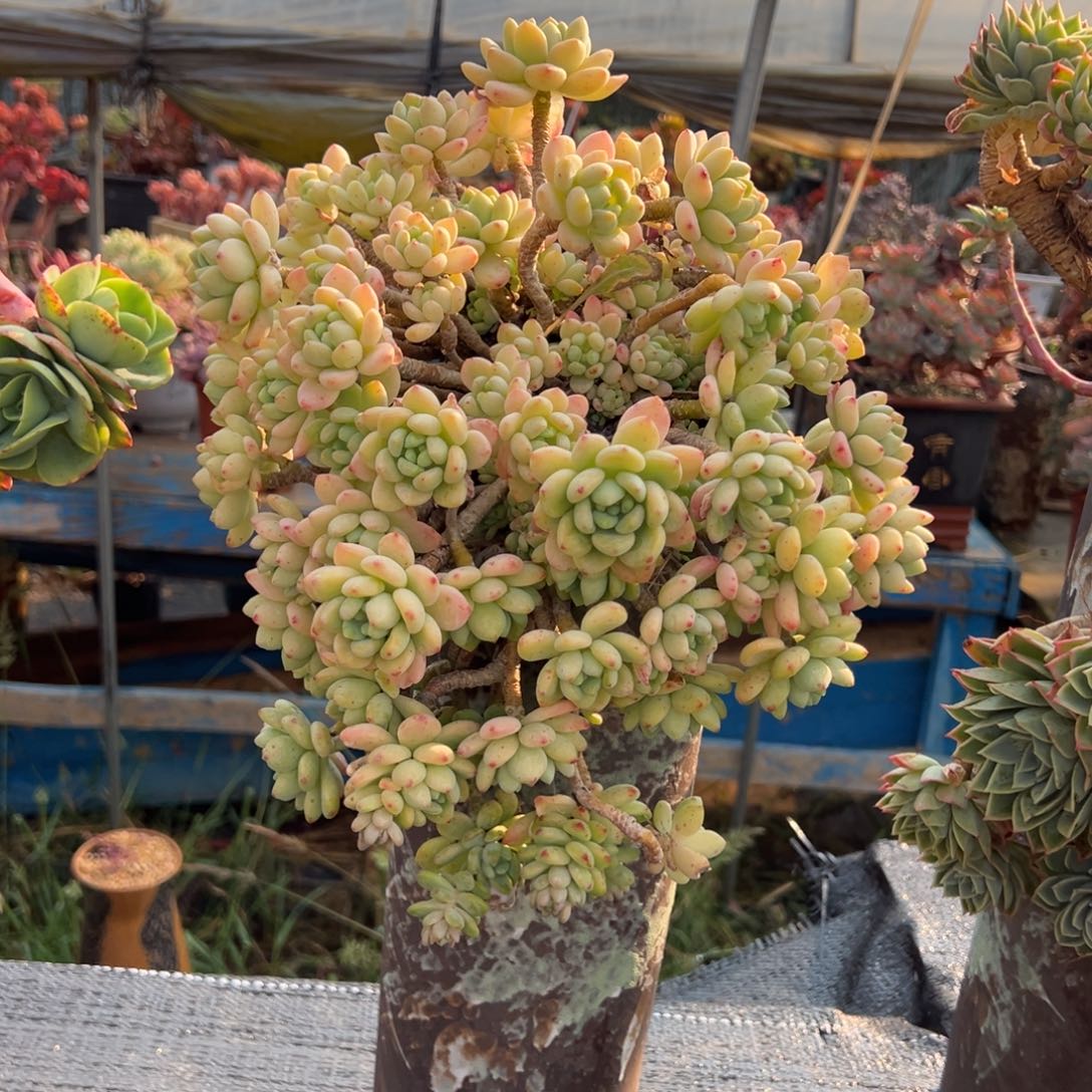 悬崖老庄露凝香。