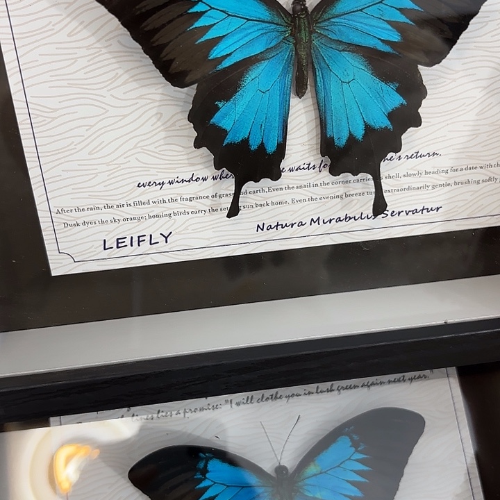 十寸新背景天堂凤蝶