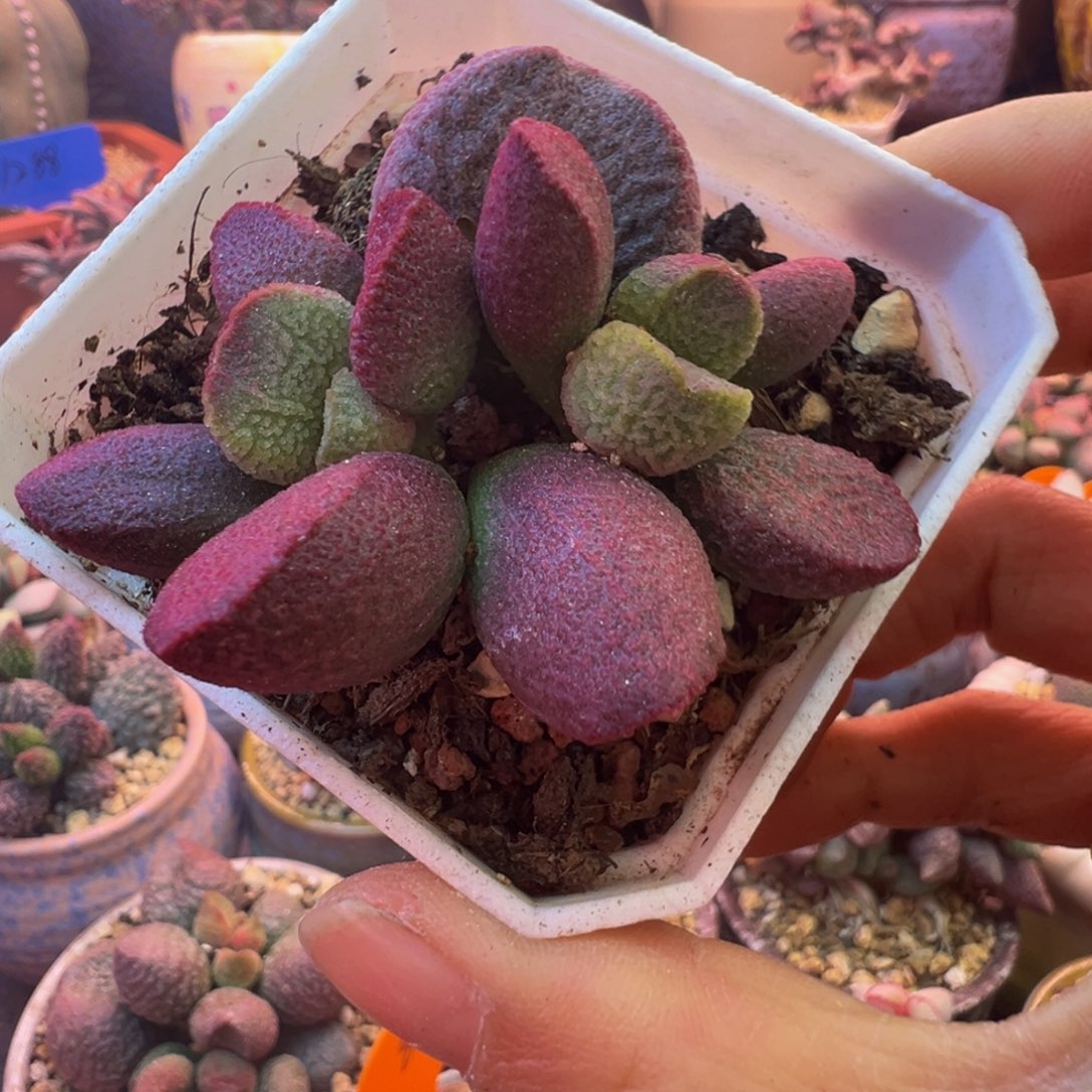 一组自拍，感谢支持