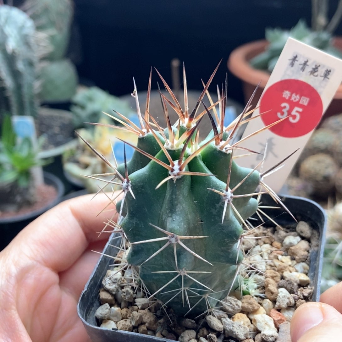 实生狂刺篝火虾4.2cm