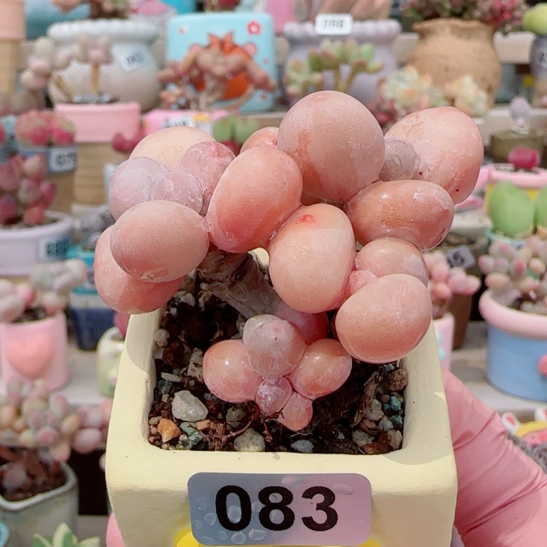 造型蛋黄奶 盆口3.5cm