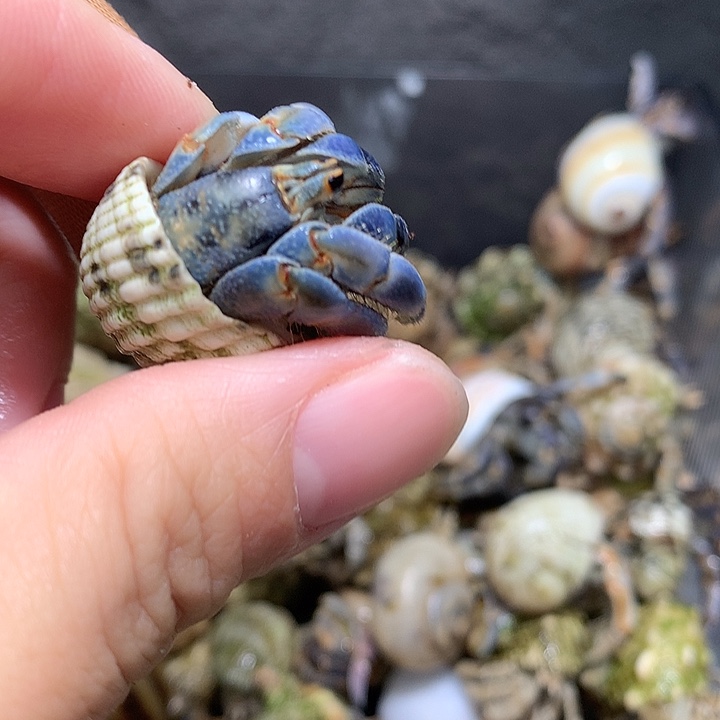 1.8口径奔跑的寄居蟹2号