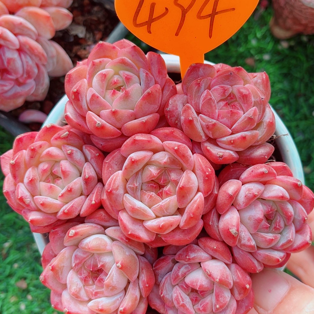 494号小老桩糖钻单头7颗组合