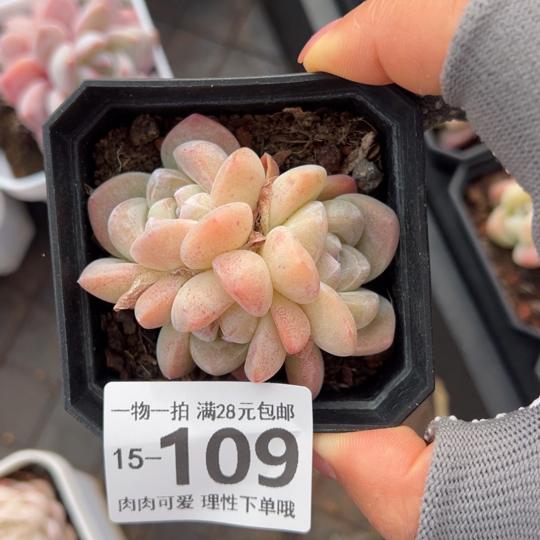 冰玉，多肉多肉多肉多肉