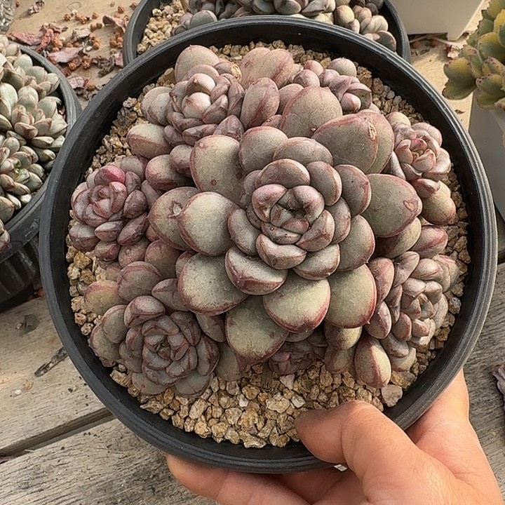 葡萄多肉植物的生长