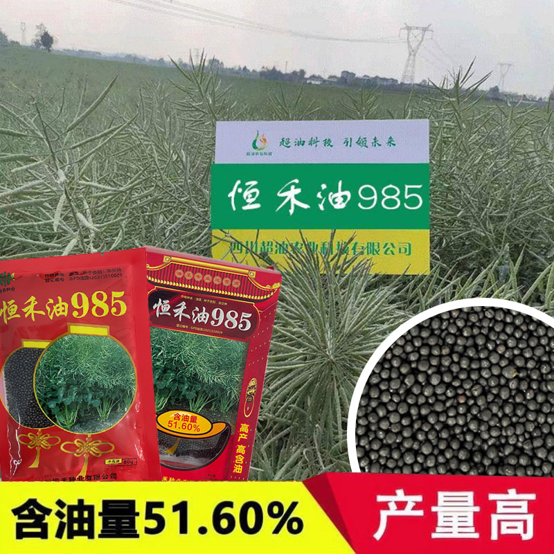 恒禾油985杂交高产油菜种子矮杆耐寒抗倒早熟油菜籽出油高黑籽