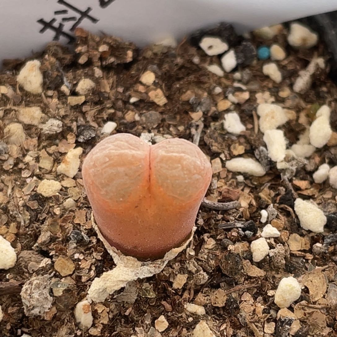 26-93红风铃多肉植物