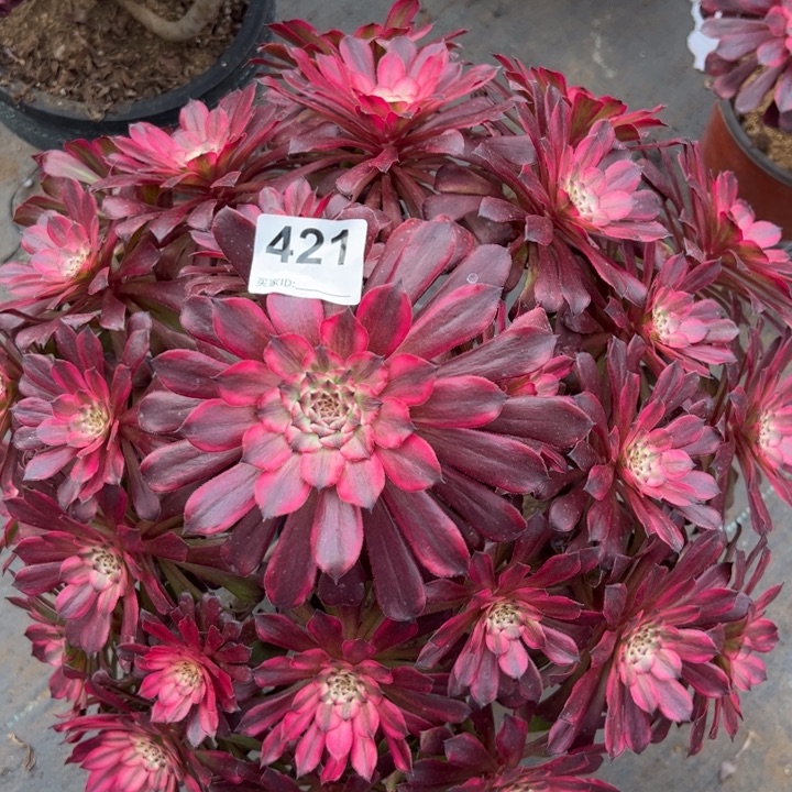 421血姬40厘米左右