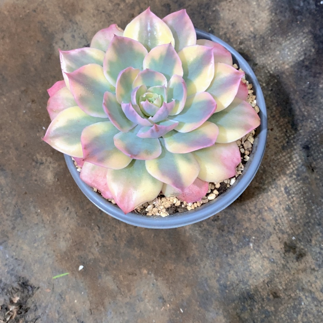 天****多肉植物单头锦一个