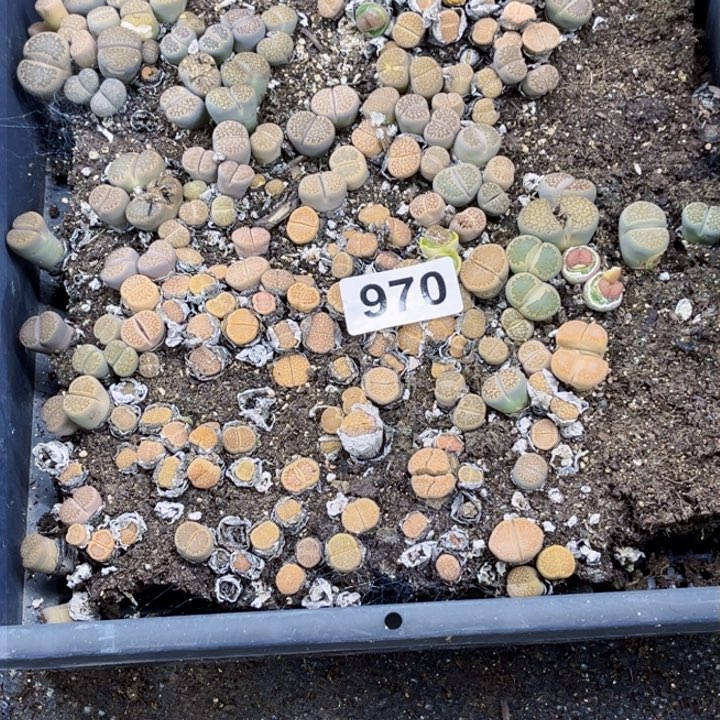970 生石花一物一图如图