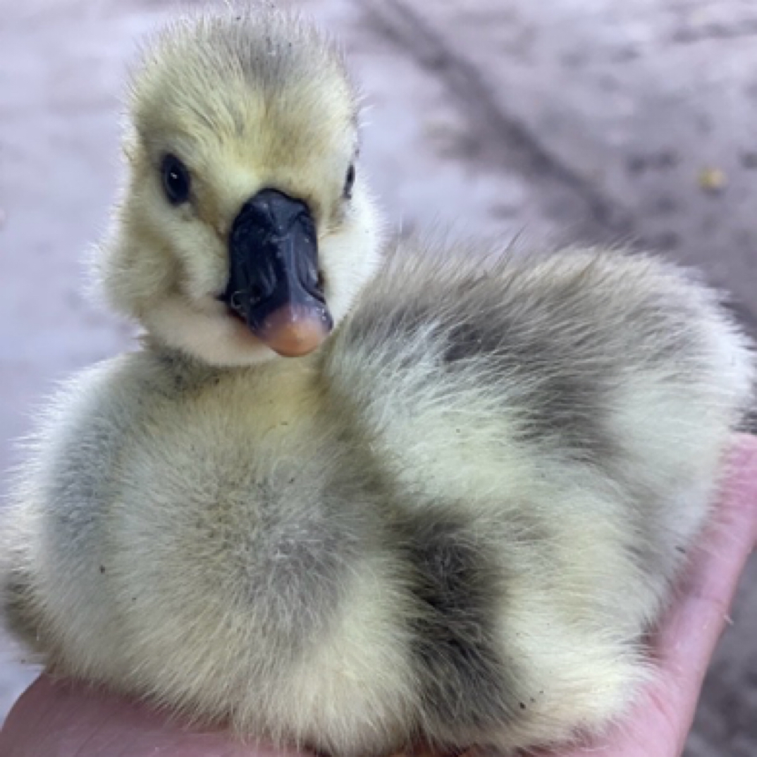 宠物泰记刚出狮头[特大]宠物鸭鹅活体顺丰发货