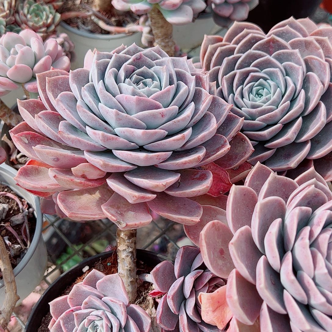 原始哈利沃森大单头带仔精品