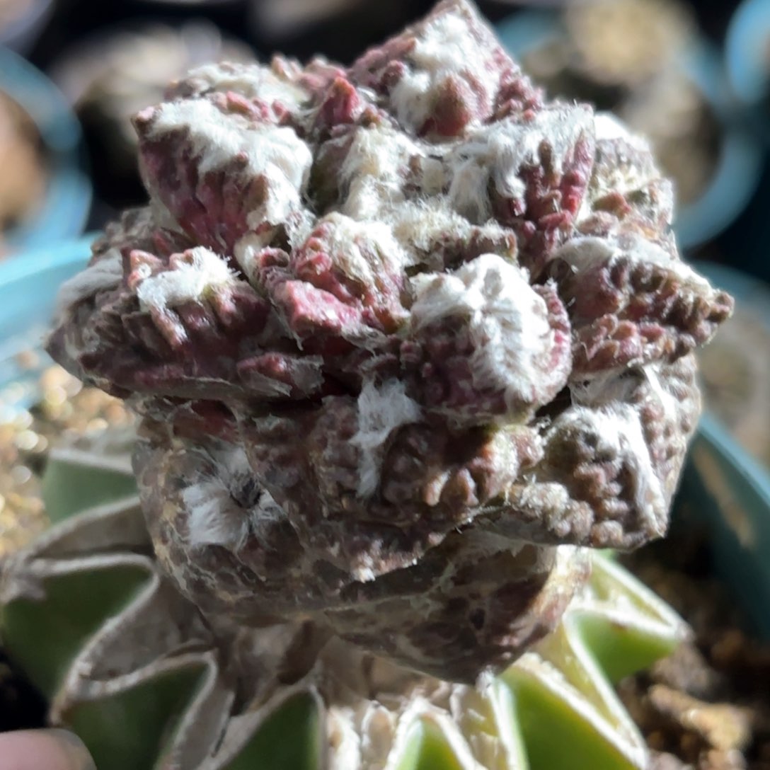 爱**秋龟甲牡丹锦仙人球384