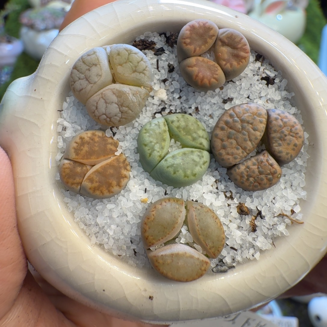 多肉植物福利冲615