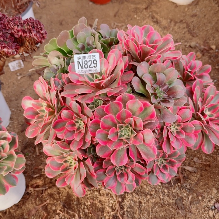 829粉女妖官服32左右2