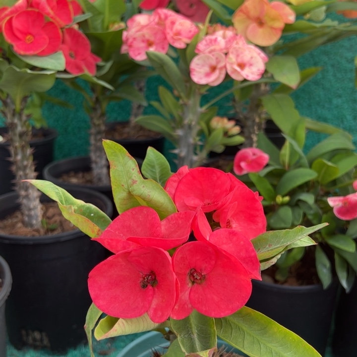 泰品扦插一物一拍