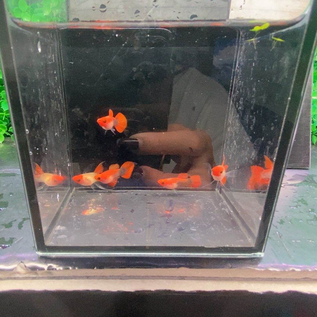 军***孔雀鱼深海蓝玻璃猫2对