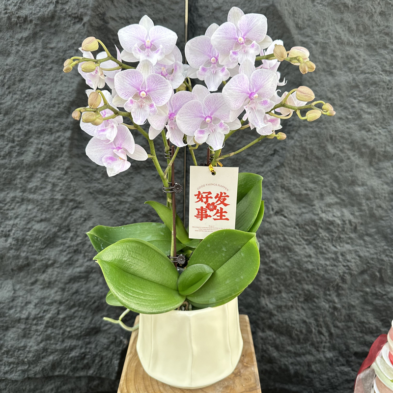 慕兰优选【胭脂雪】蝴蝶兰花 设客厅摆设种植基地发货