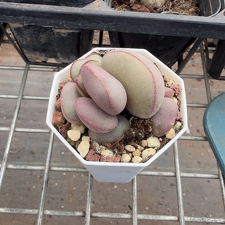 罖***亽水泡小红蛋5仙人球
